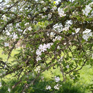 Landschaft schmeckt Streuobstwiese