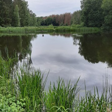 Durch das Projekt soll die einzigartige Kulturlandschaft im Lohmarer Wald mit seinen Fischteichen bewahrt und weiter wertschöpfend genutzt werden. Fotonachweis: REGIONALE 2025 Agentur