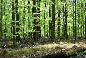 Im Rahmen des Projekts sollen regionale Vermarktungs- und Verarbeitungsmöglichkeiten zusammen mit Maßnahmen zur Förderung der Biodiversität für das Laubholz im Bergischen RheinLand entwickelt werden, um eine nachhaltige Bewirtschaftung der Ressource im Klimawandel entlang der gesamten Wertschöpfungskette zu ermöglichen. Fotonachweis: Frank Herhaus