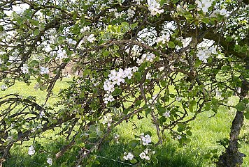 Streuobstwiesen sind Teil der Kulturlandschaft im Bergischen RheinLand. Mit dem Projekt sollen sie nicht nur dauerhaft gepflegt und erhalten, sondern auch entsprechende Management- und Vermarktungsstrukturen für das Obst und das Fleisch der Weidetiere  aufgebaut werden. Fotonachweis: REGIONALE 2025 Agentur