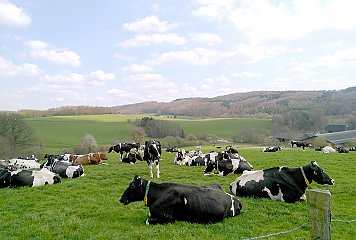 Das Bergische RheinLand ist durch Rinderhaltung und Milchviehwirtschaft geprägt. Im Rahmen des Projektes soll ein Wertschöpfungszentrum zur Verarbeitung und Vermarktung von regionalen Produkten etabliert und so die Wertschätzung für vor Ort produzierte Lebensmittel dauerhaft gestärkt werden. Fotonachweis: REGIONALE 2025 Agentur