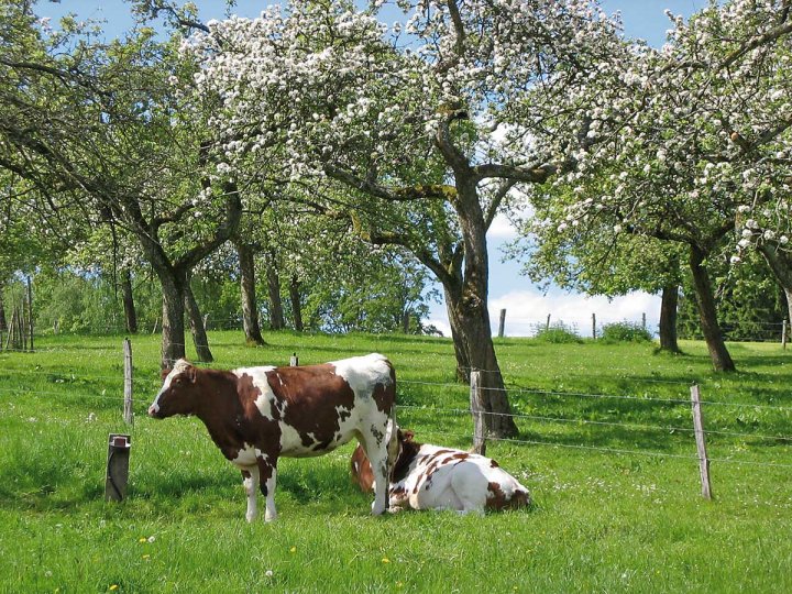 Obstwiese Kühe