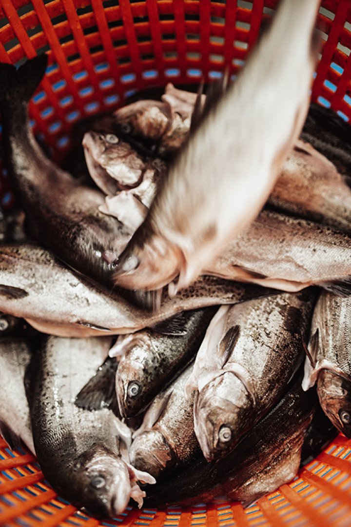 Fische Lohmarer Teiche
