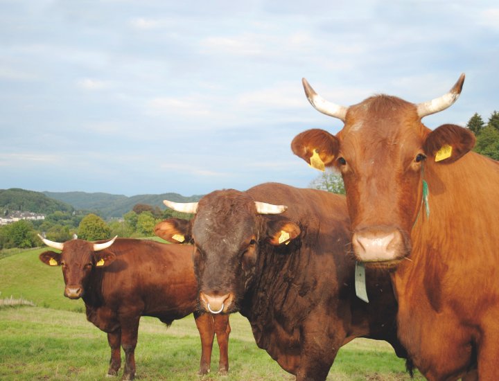 Bio Kühe regionale Lebensmittel