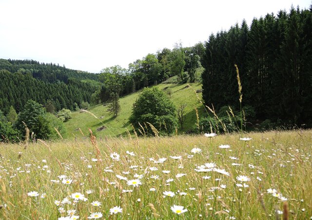 Magerwiese nördlich von Niedernhagen (Stadt Gummersbach) ©Frank Herhaus