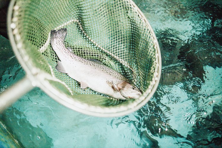 Fischzucht Lohmarer Teiche