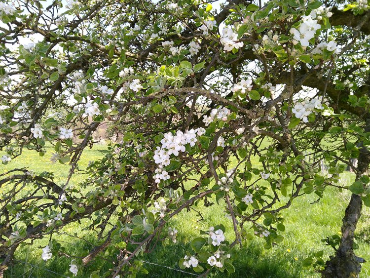 Landschaft schmeckt Streuobstwiese