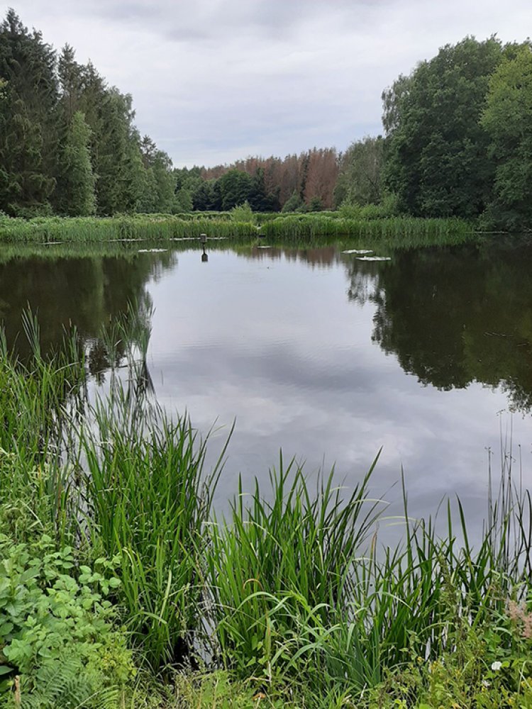 Teichlandschaft Lohmarer Wald